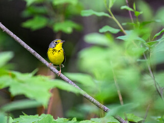 Canada Warbler perched on tree branch  against green background