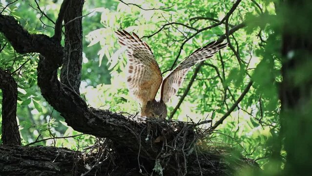 flipping wings and calling the dad on the nest