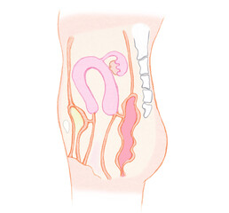 横から見た女性の子宮と卵巣と膀胱と直腸など　疾患なし