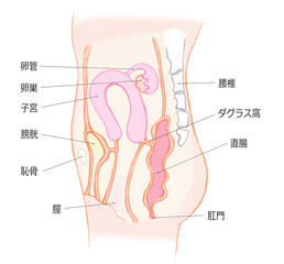  横から見た子宮-文字あり