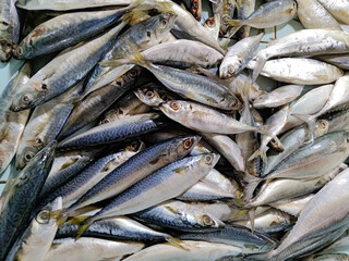 Obraz premium selling Mackerel scad in traditional market. Mackerel scad pile. fresh marine fish