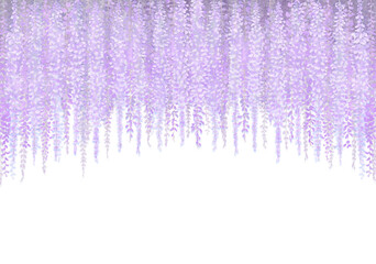 神秘的な紫　藤の花のイラスト　白背景