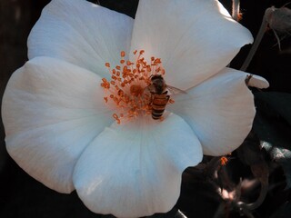 white flower with bumble bee.
