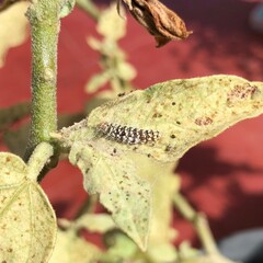 close up of a Caterpillar