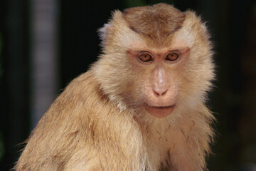 Close up of an asian monkey looking at the camera