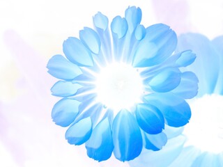 Blue flower background