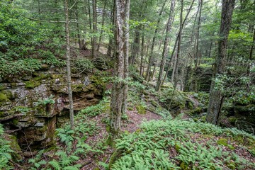 Obraz premium beartown state park, WV