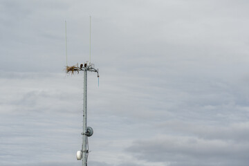 Bald eagle on a nest built on a mobile communications tower platform with omni antennas, Homer, AK
