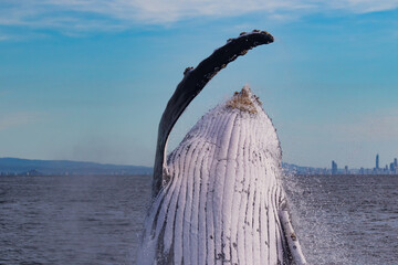Breaching Humpback whales at the start of their 2023 migration