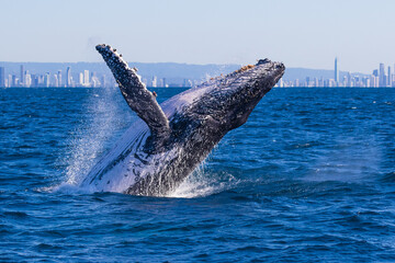 Breaching Humpback whales at the start of their 2023 migration