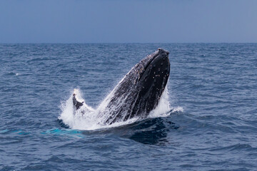 Breaching Humpback whales at the start of their 2023 migration