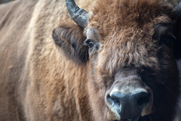 beautiful bison look, selective focus, close-up
