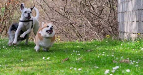 Flock of well-groomed dogs joyfully run through forest clearing with their tongues out, catching up, enjoying freedom. Group training in park, agility handling Pet on walk without leash, speed, racing