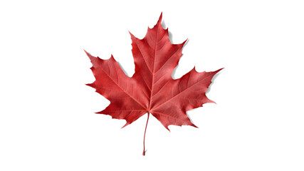 red sugar maple leaf leaves plant nature foliage stalk green tree transparent background cutout