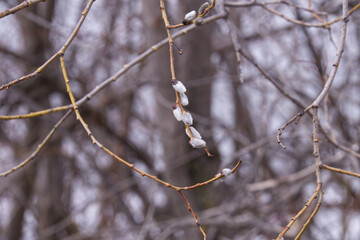 Close up of Pussy Willow