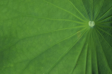 lotus leaf texture for background
