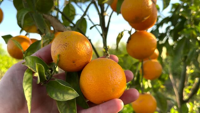 Orange Groves on mandarin tree in harvest. Orange fruit in hand of farmer's. Orange citrus fruits garden. Mandarin trees plantation. Harvesting season in Spain Grove. Citrus Tangerine plant.
