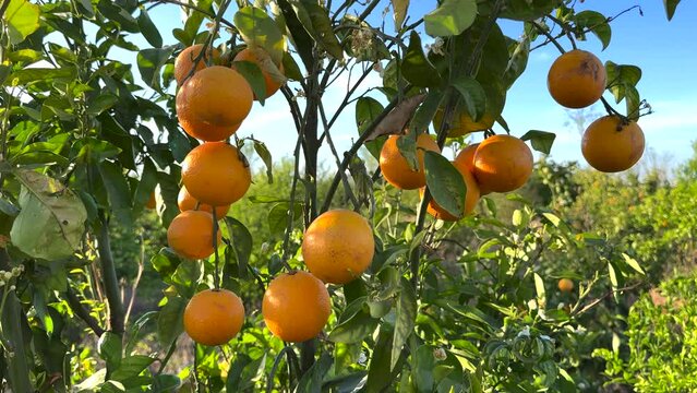 Orange Groves on mandarin tree in harvest. Orange fruit in hand of farmer's. Orange citrus fruits garden. Mandarin trees plantation. Harvesting season in Spain Grove. Citrus Tangerine plant.
