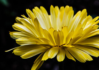 A yellow spring daisy blossom in the afternoon sun