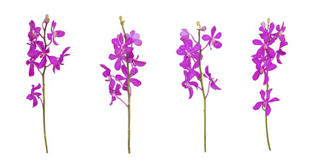 Obraz premium Set of cut out purple mokara orchids stem isolated on the white background