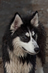 Siberian husky. Two-layered insulated coat provides great cold protection