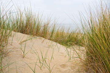 Beach view from the path sand between the dunes at Dutch coastline. Marram grass, Netherlands. The dunes or dyke at Dutch north sea coast