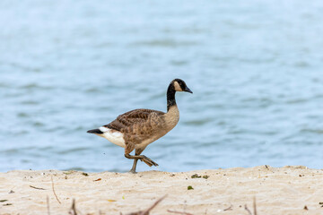 Canada geese ( Branta canadensis)  goslings on the shore of lake Michigan.