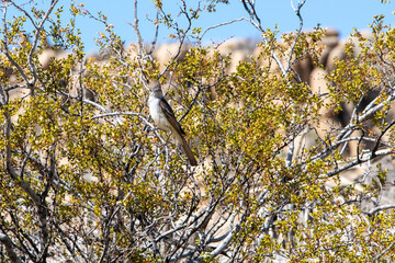 bird on a tree