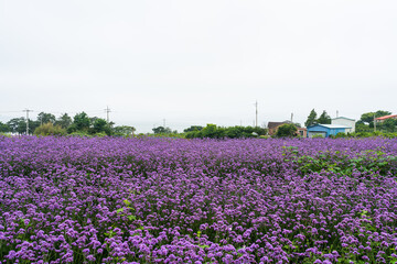 함평 안악 해변에 핀 보라색 버들마편초 꽃