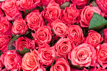 Obraz premium Beautiful bouquet of fresh roses in full bloom. Pink rose buds for background and design. Vintage style, huge bouquet of pink roses