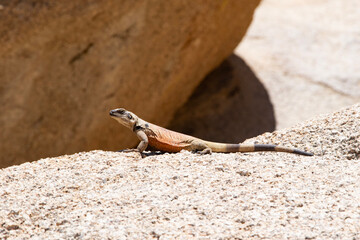 lizard on a rock