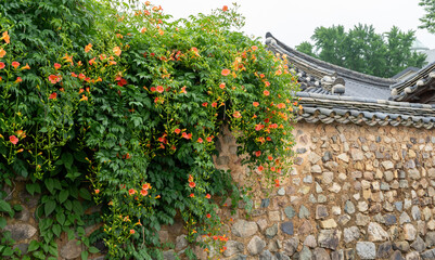Fototapeta premium 나주 전통 한옥 남파고택의 담장에 핀 능소화