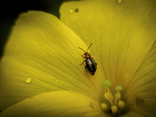 leaf beetle on yellow flower