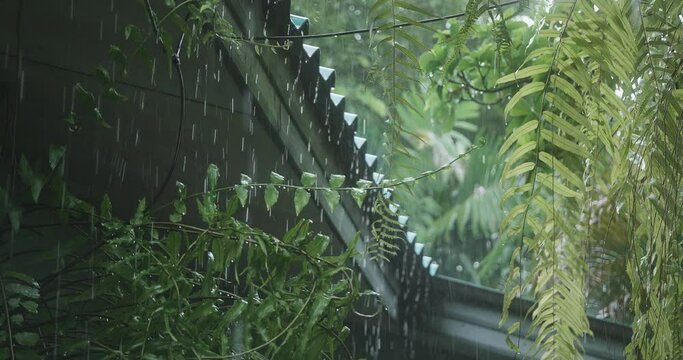 Heavy Rain Falling On Tree Leaves with a roof scene