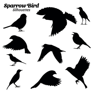 Sparrow bird silhouette vector illustration set.
