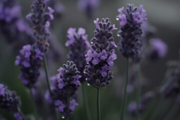 closed-up lavender in the field