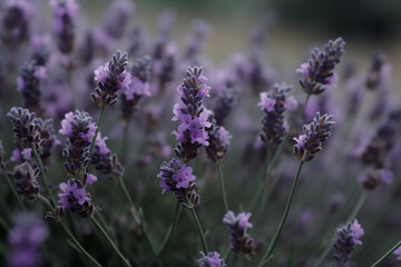 Obraz premium closed-up lavender in the field