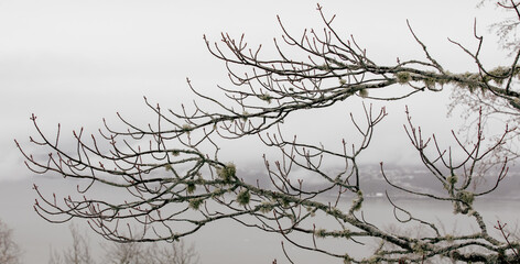 vue sur les branches sans feuilles d'un arbre lors d'une journée ennuagée avec du brouillard en arrière plan