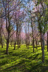 Beautiful pink flowers in the vast forest
