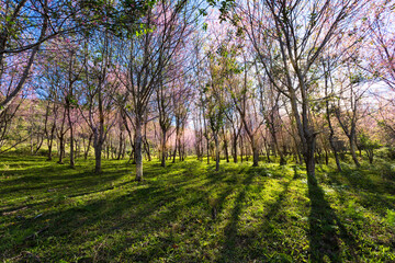 Beautiful pink flowers in the vast forest