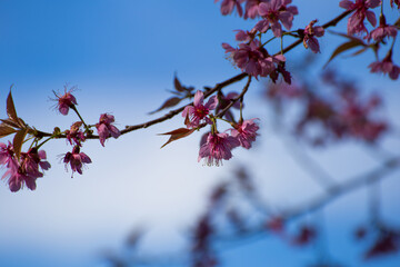 Beautiful pink flowers in the vast forest