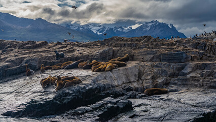 Fototapeta na wymiar A colony of sea lions is resting on a rocky islet. Cormorants fly. A picturesque mountain range against the sky and clouds. Argentina. Tierra del Fuego Archipelago. Isla de los Lobos.