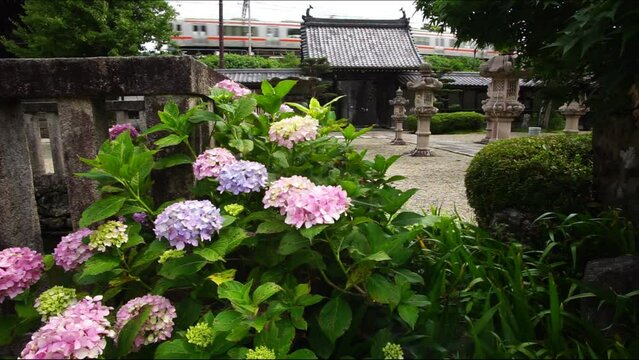 あじさいの咲く妙応寺の参道を横切る313系普通列車 （東海道本線 柏原 - 関ヶ原, 2023年6月）