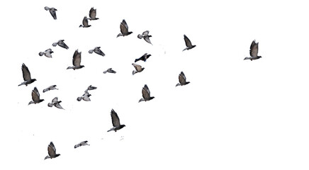 flying birds arrow formation of pigeons many  isolated for backgound