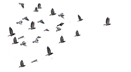 flying birds arrow formation of pigeons many  isolated for backgound