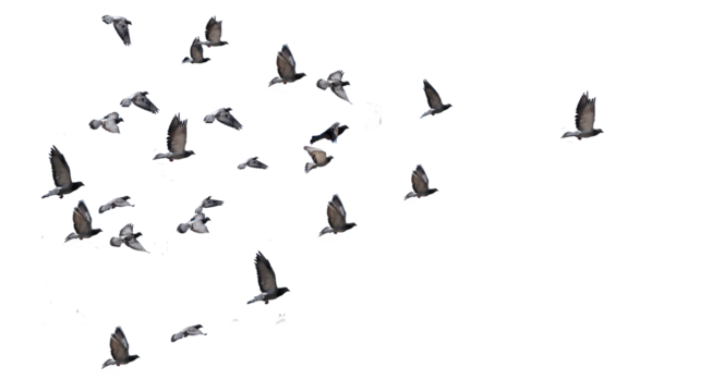 flying birds arrow formation of pigeons many isolated for backgound - Powered by Adobe