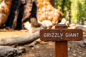 Grizzly Giant sign, Mariposa Grove.