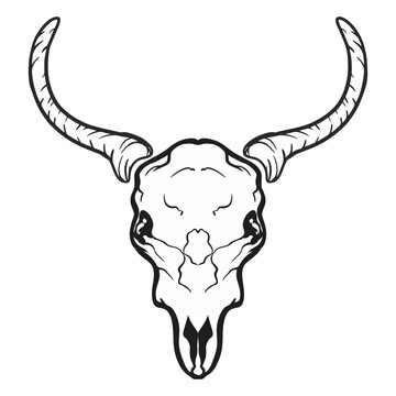 white bull skull on white background