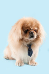 Cute dog with necktie on blue background