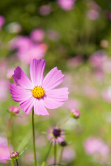 Obraz premium とよのコスモスの里のコスモス